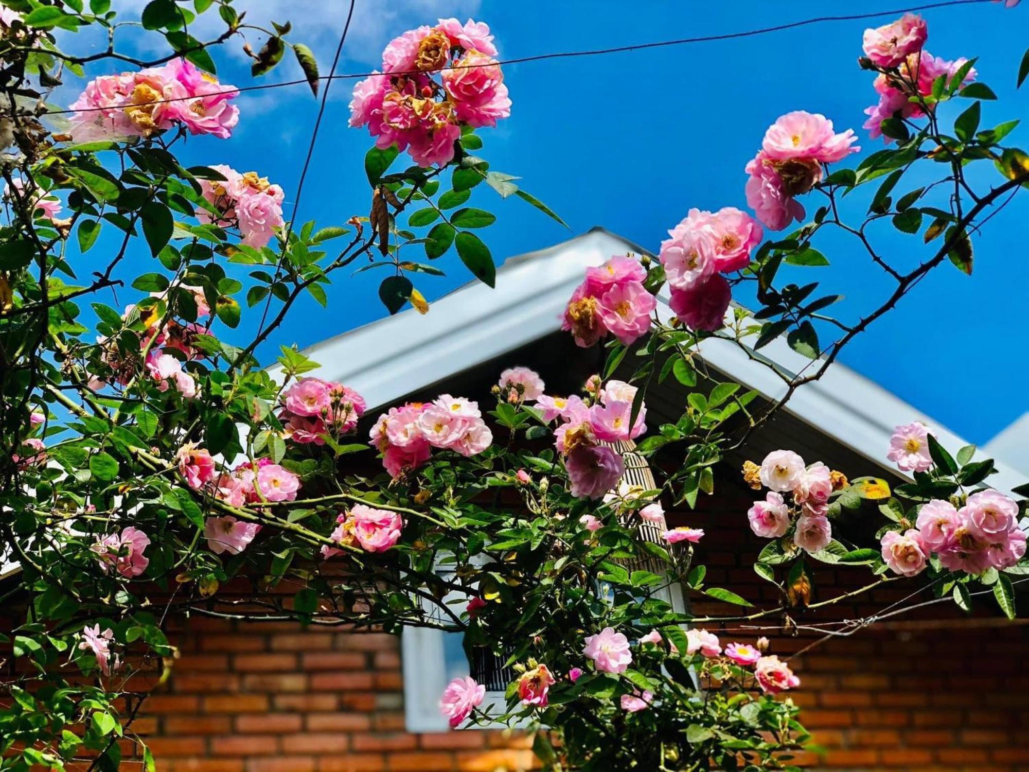 Rose House Leilighet Dalat Eksteriør bilde